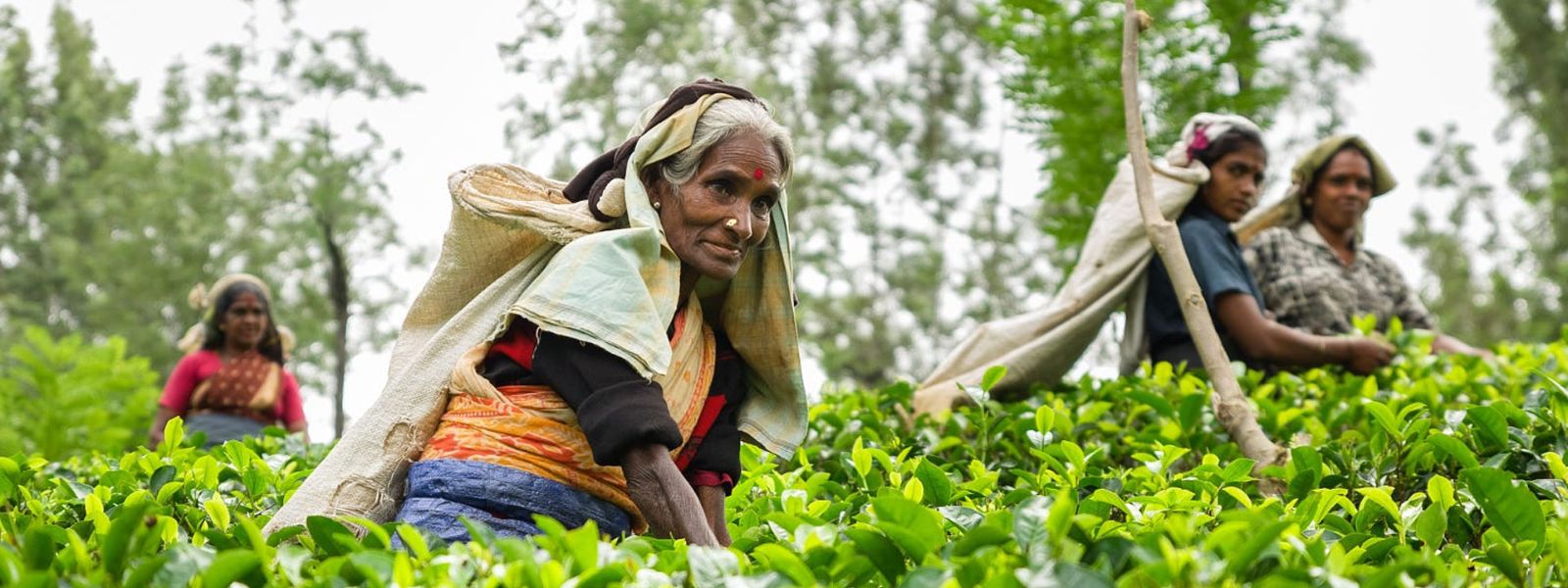 New Deal Seals Salary Hike for Plantation Workers